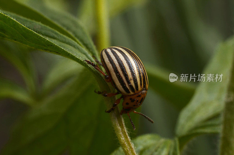 科罗拉多马铃薯甲虫(Leptinotarsa decemlineata)